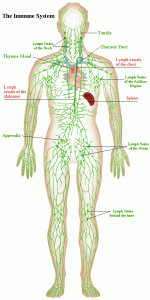 Lymphatics