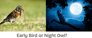 Early bird or night owl