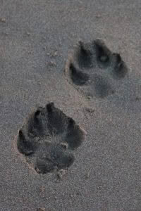 Unique footprint